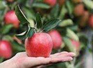 Яблука при вагітності: користь і шкода, як краще вживати